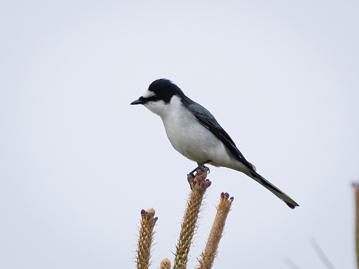 Ashy Minivet - ML635151499