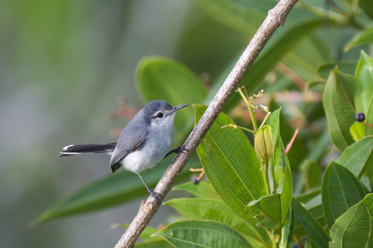 White-browed Gnatcatcher - ML635151512