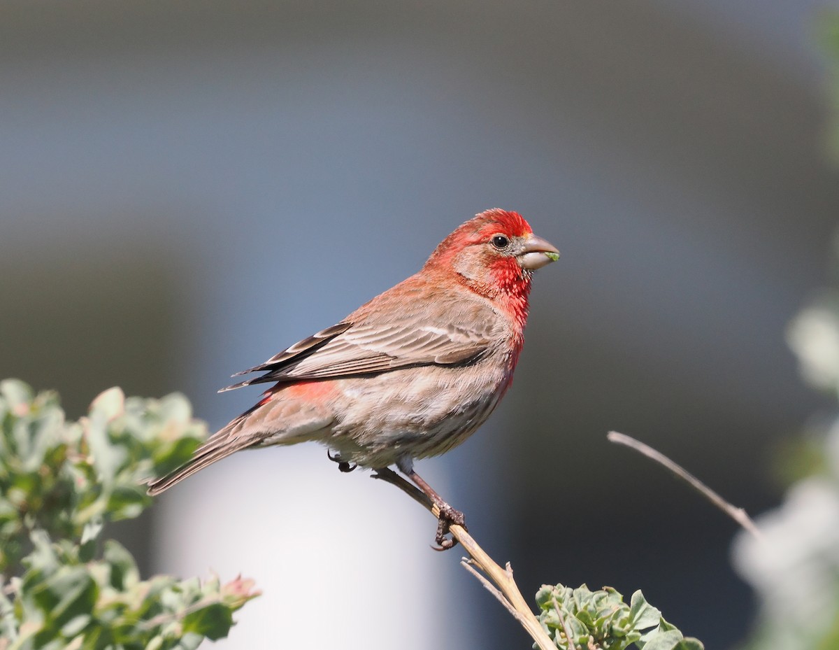 House Finch - ML635151530