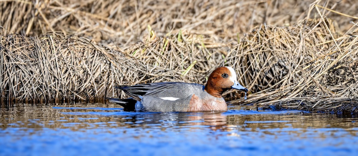 Eurasian Wigeon - ML635151609