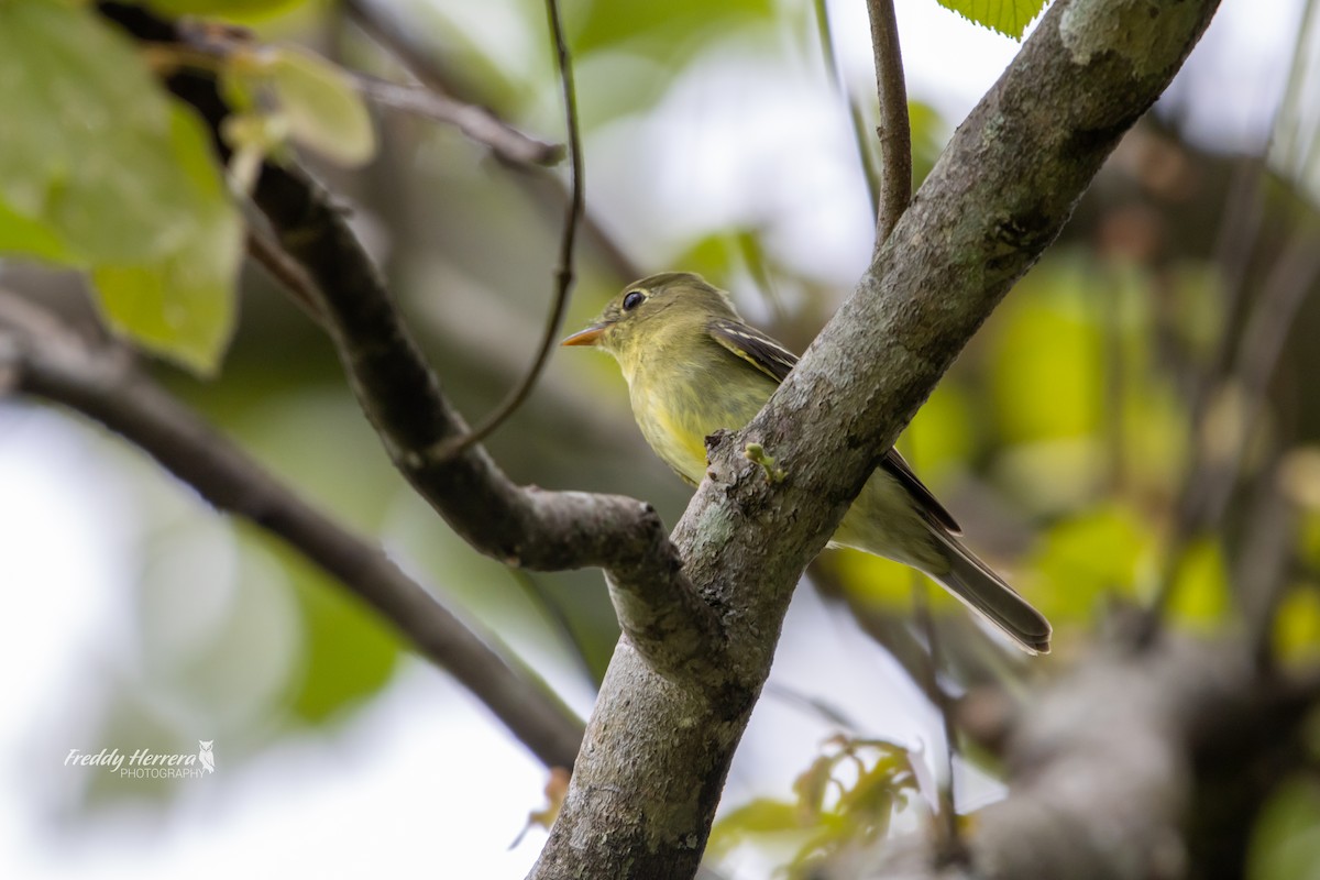 Yellow-bellied Flycatcher - ML635151712