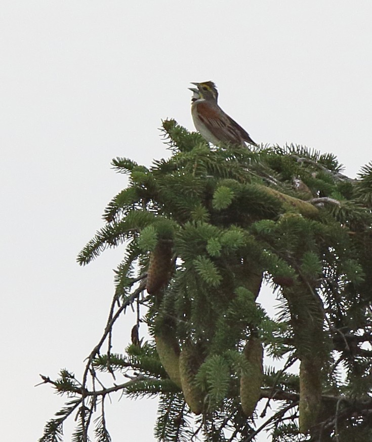 Dickcissel - ML63515181