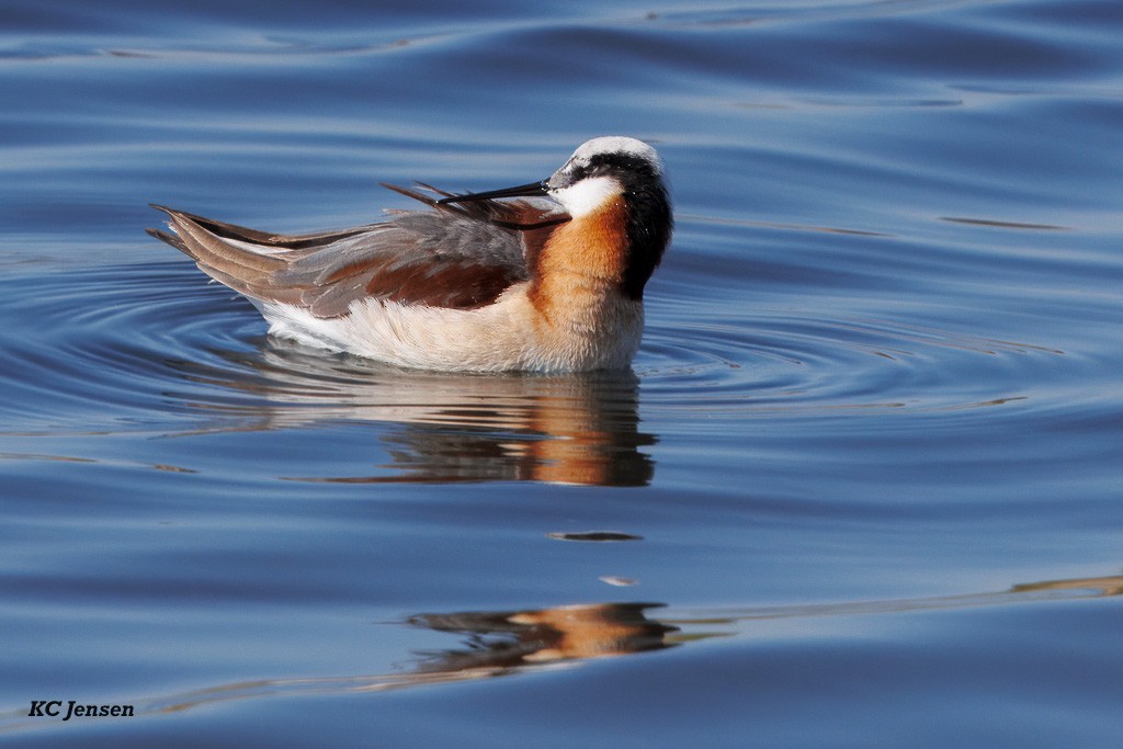 Wilson's Phalarope - ML635151831