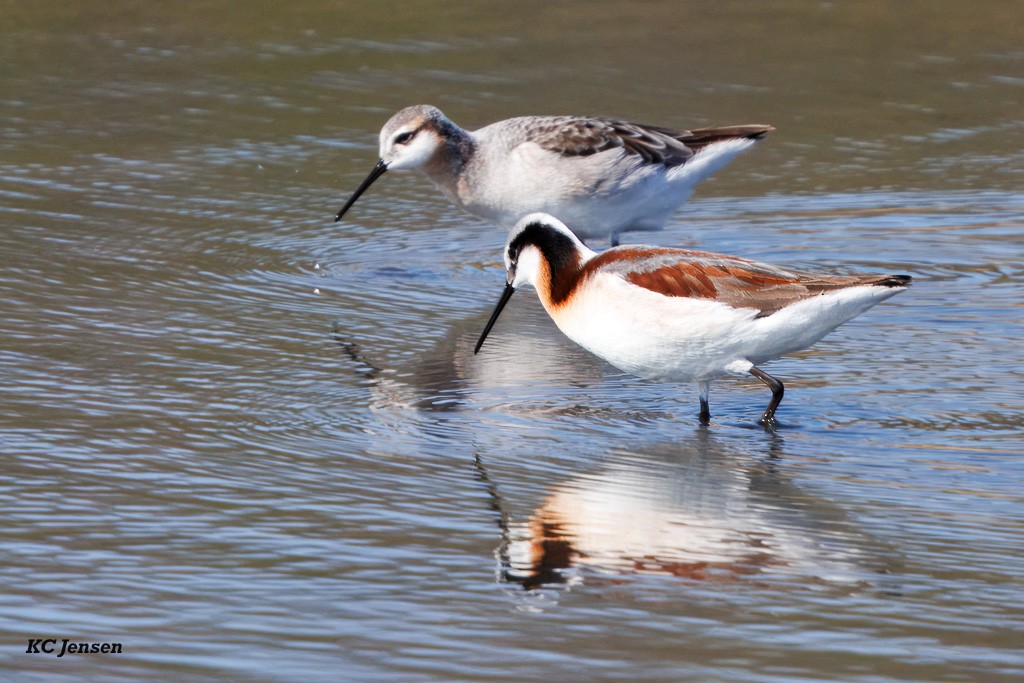 Wilson's Phalarope - ML635151832