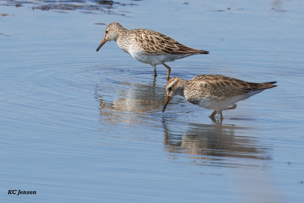 Pectoral Sandpiper - ML635151877