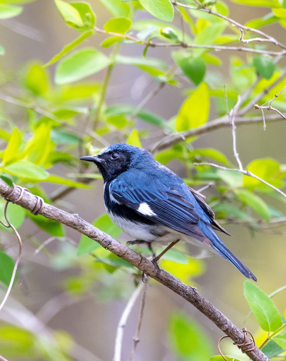 Black-throated Blue Warbler - ML635151882