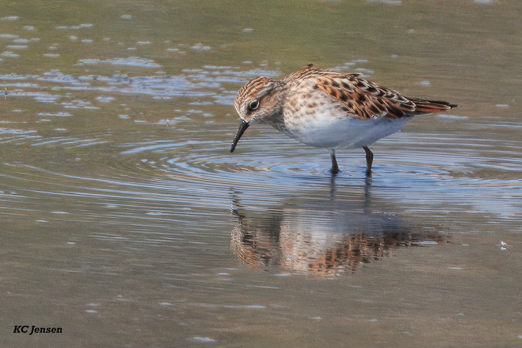 Least Sandpiper - ML635151884