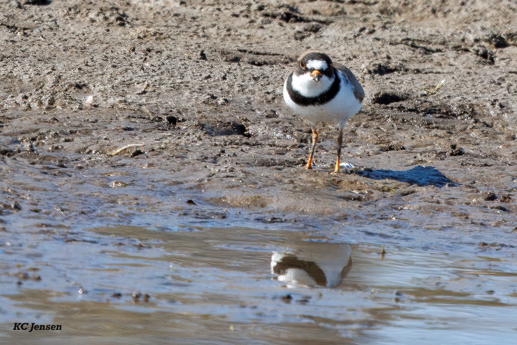 Semipalmated Plover - ML635151897