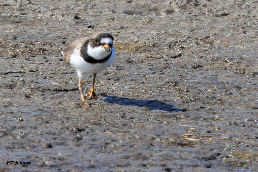 Semipalmated Plover - ML635151898