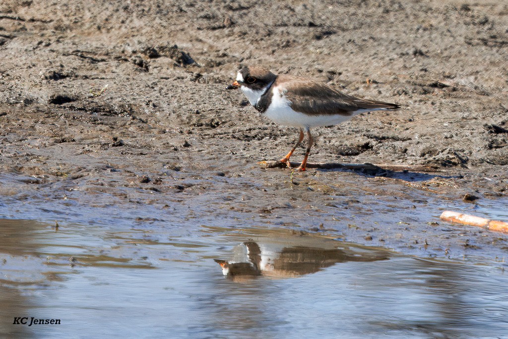 Semipalmated Plover - ML635151899