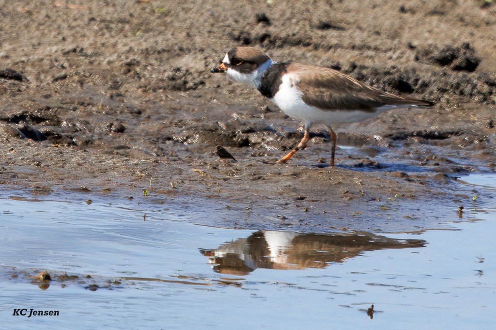 Semipalmated Plover - ML635151900