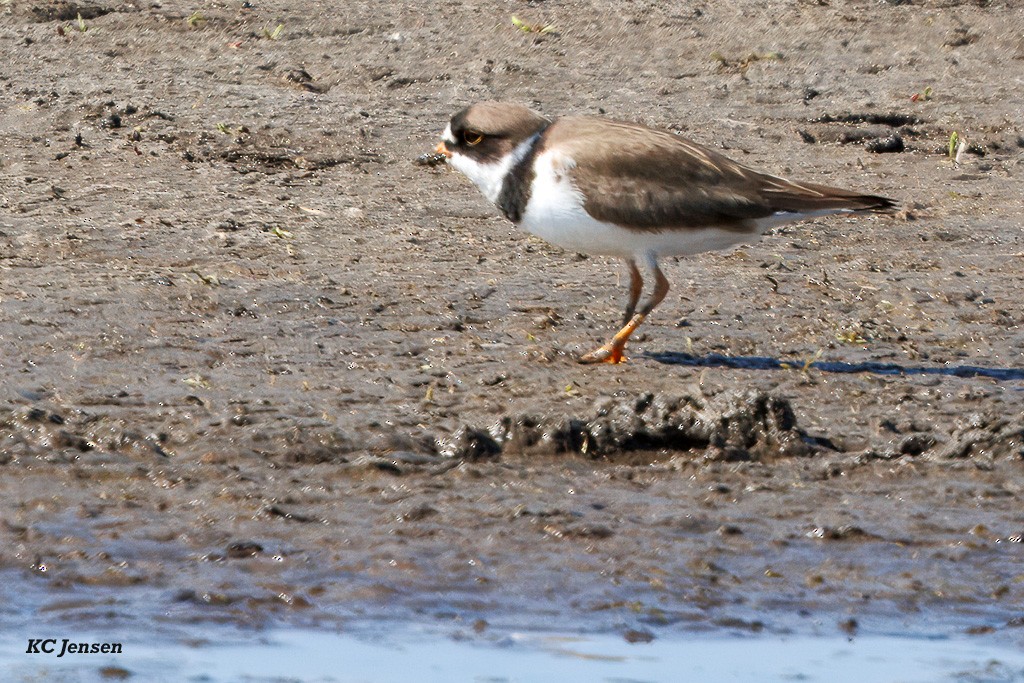 Semipalmated Plover - ML635151901