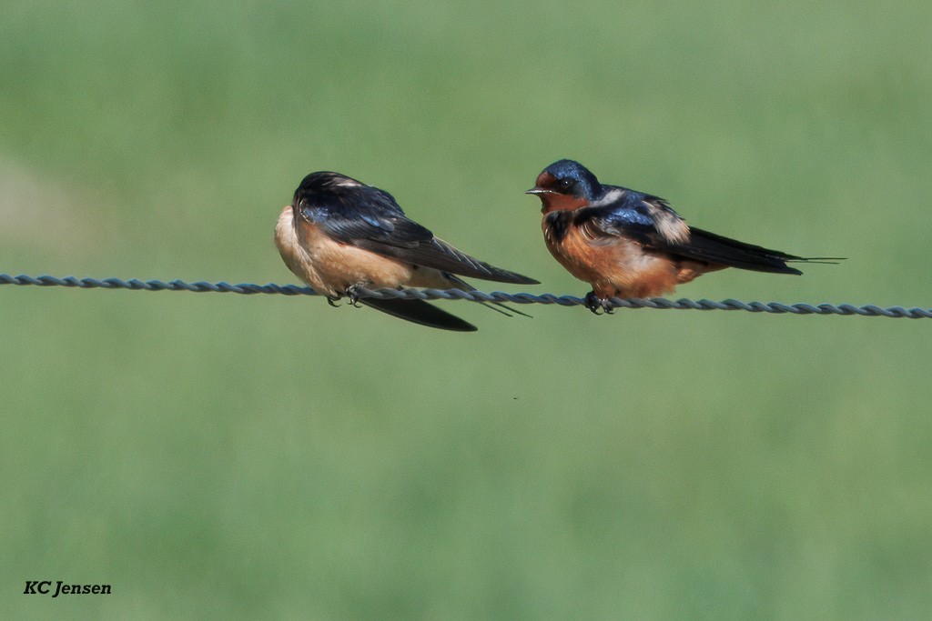 Barn Swallow - ML635151937