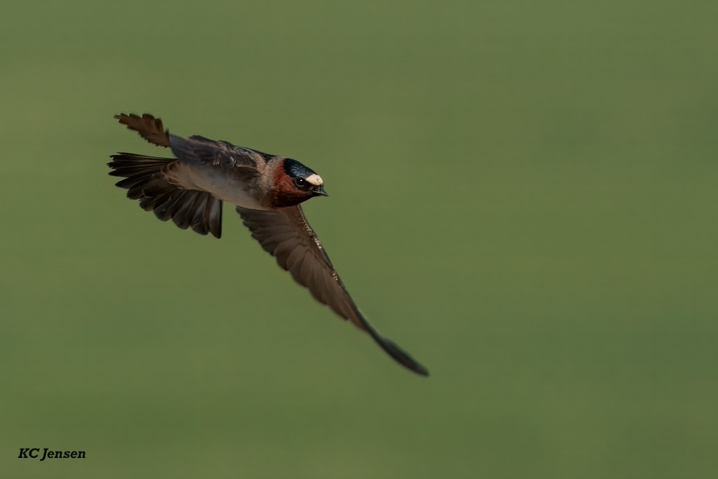 Cliff Swallow - ML635151941