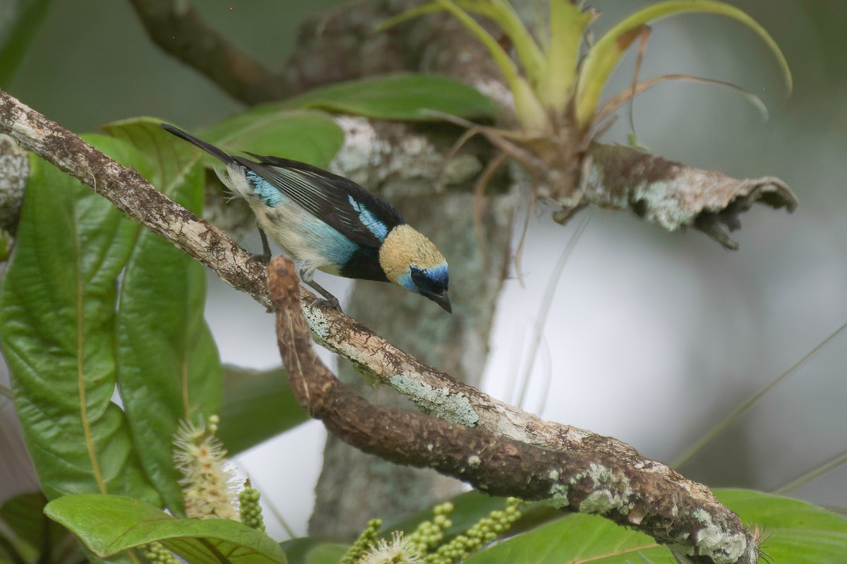 Golden-hooded Tanager - ML635151983