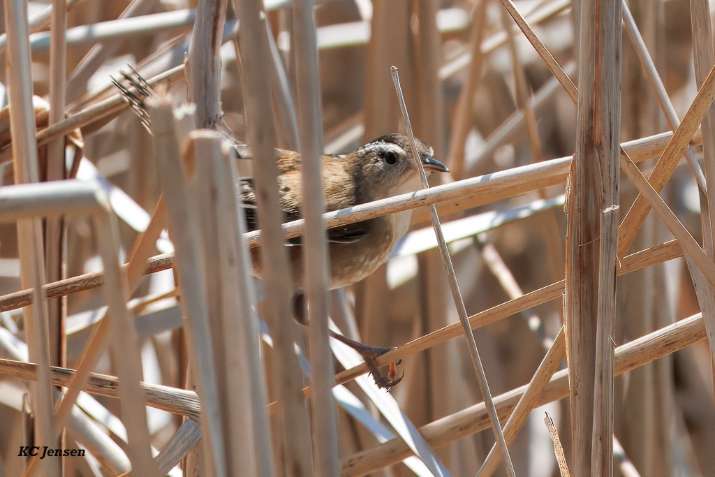 Marsh Wren - ML635151986