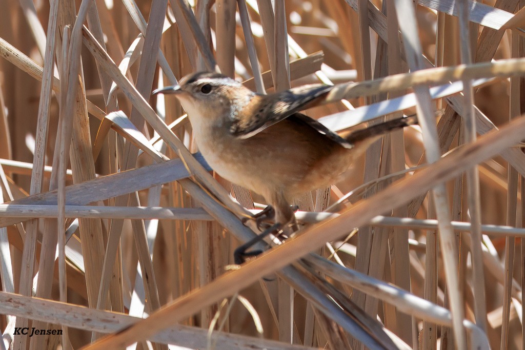 Marsh Wren - ML635151987