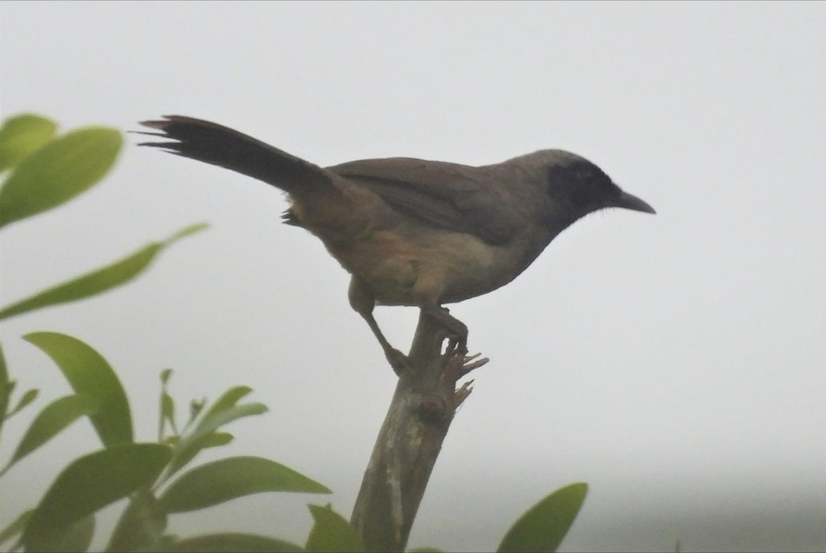 Masked Laughingthrush - ML635152012