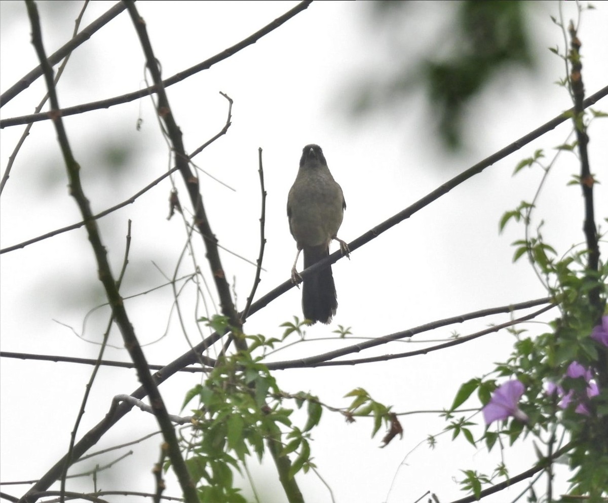 Masked Laughingthrush - ML635152022