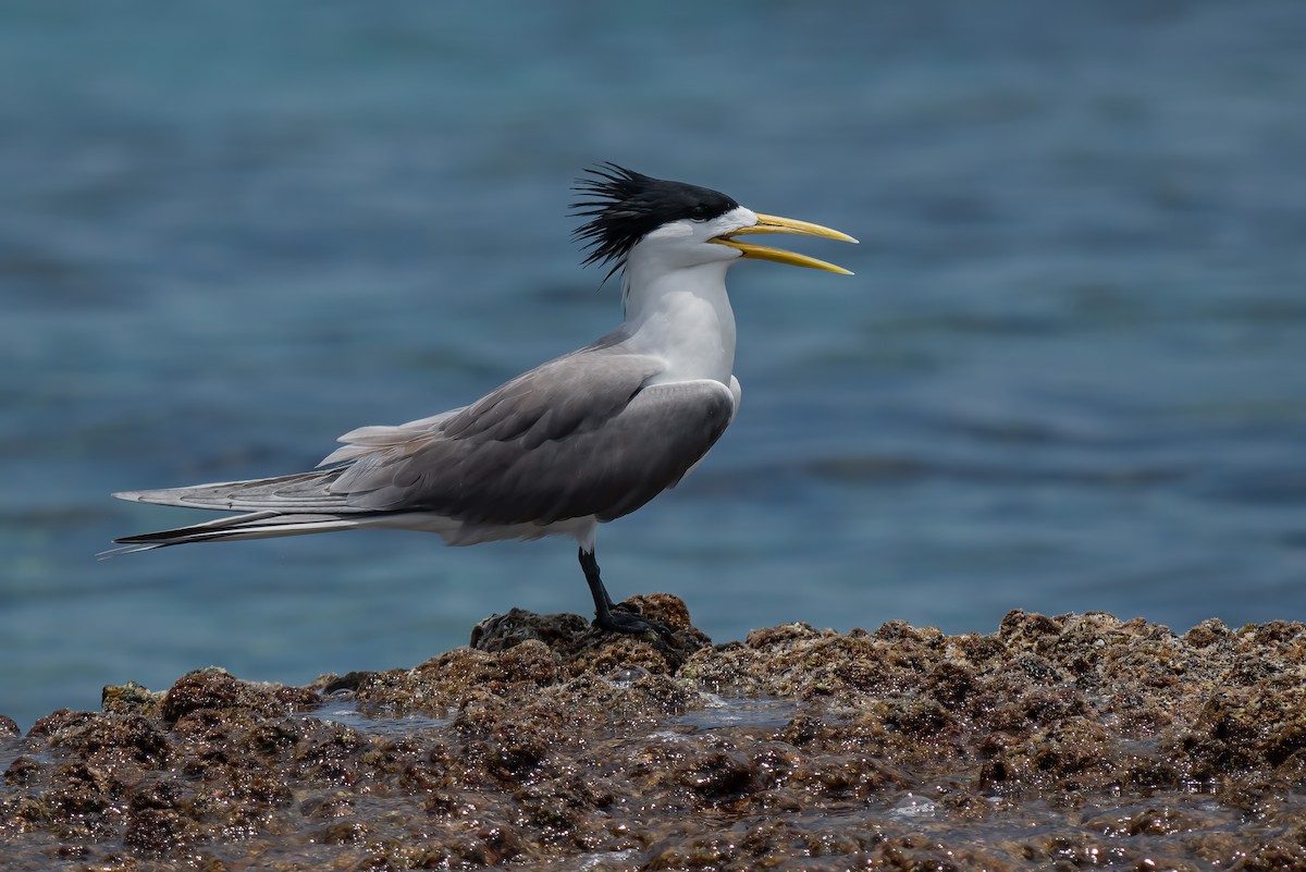 Great Crested Tern - ML635152123