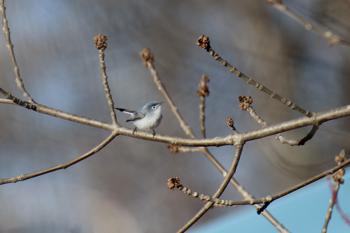 leskot modrošedý - ML635152127