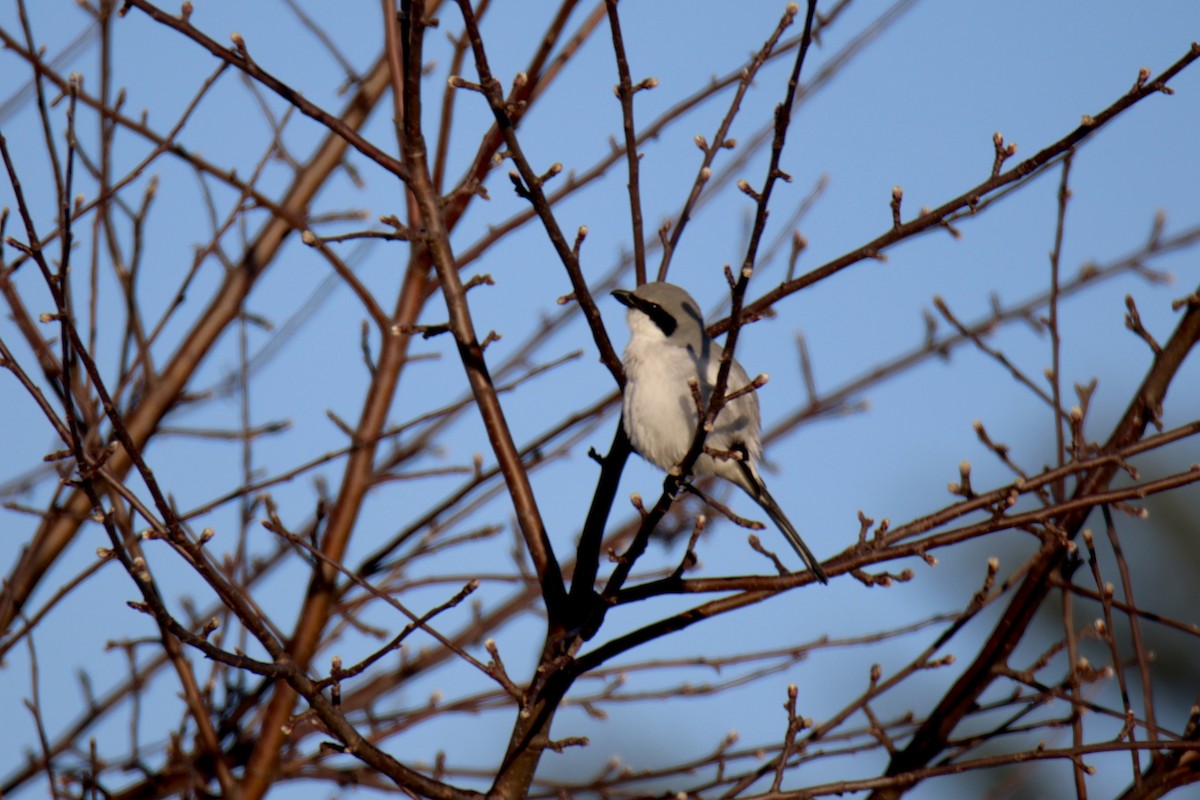 ťuhýk americký - ML635152133