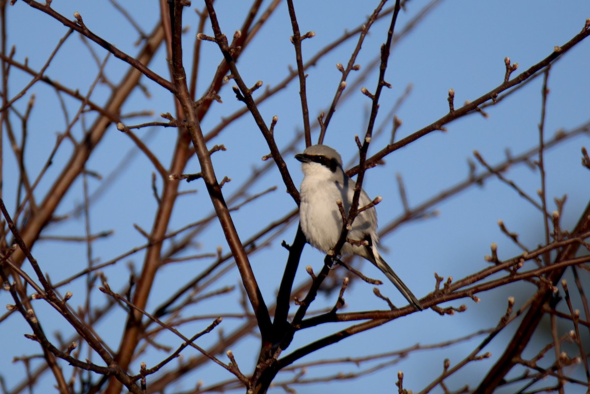 ťuhýk americký - ML635152134