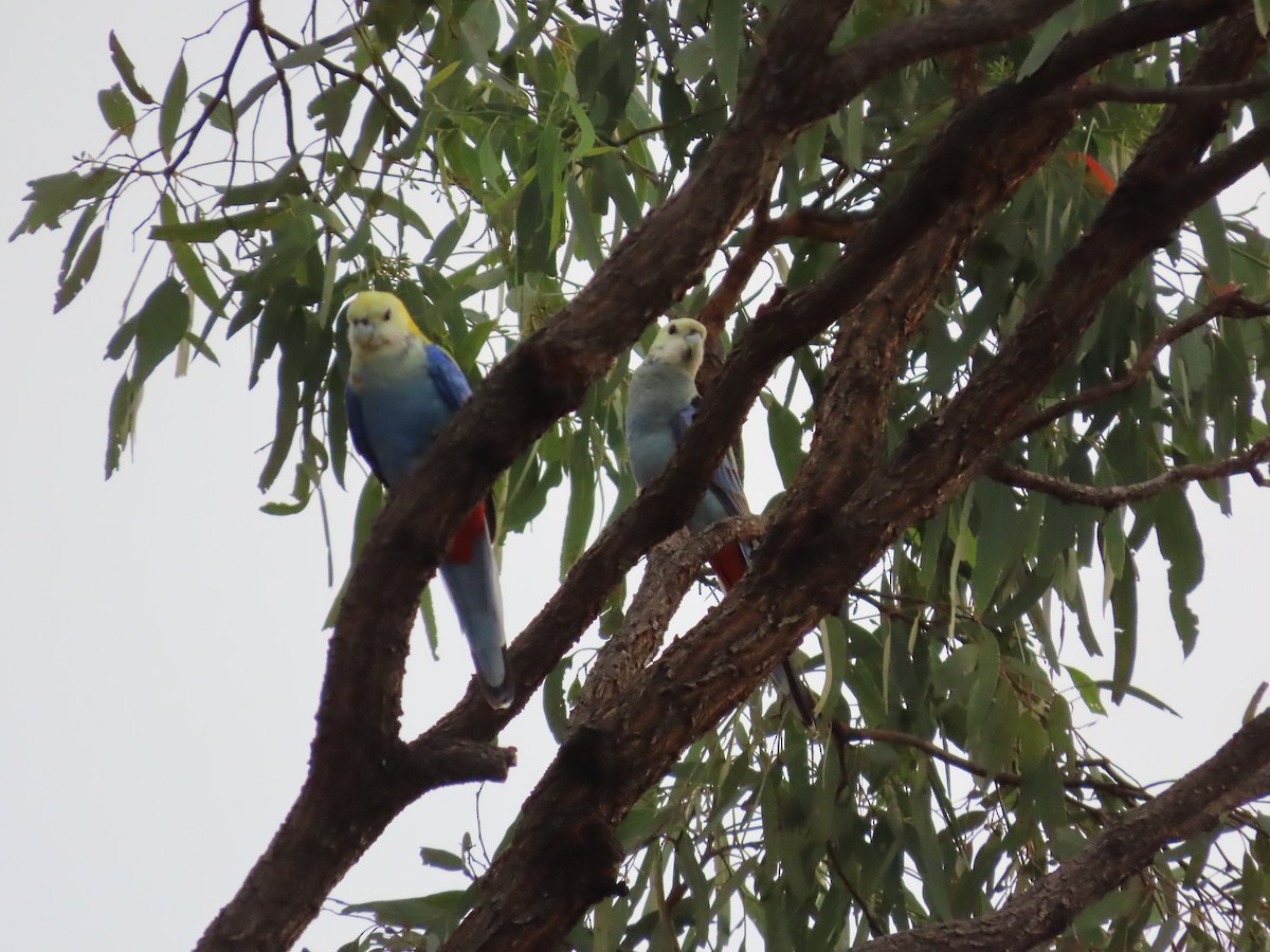 Pale-headed Rosella - ML635152308