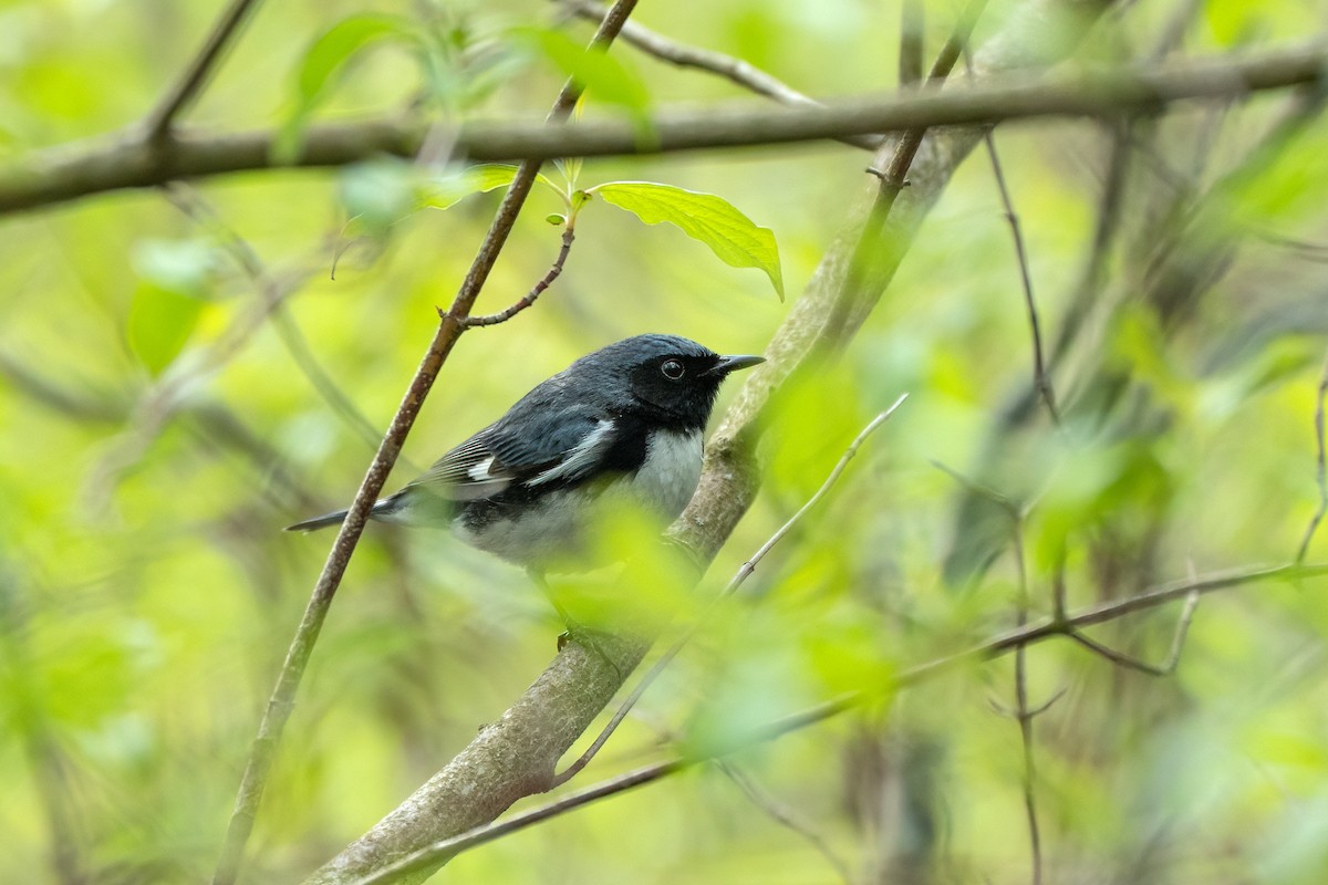 Black-throated Blue Warbler - ML635152381