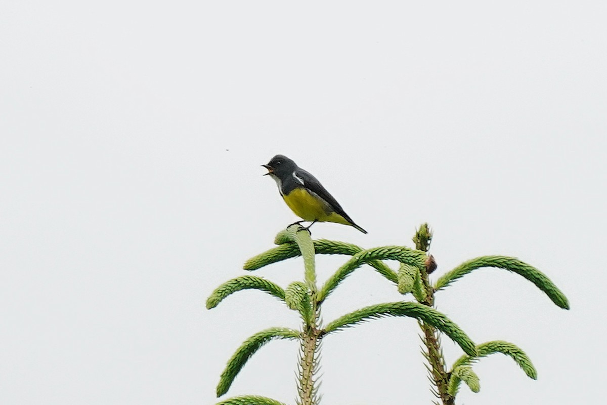 Yellow-bellied Flowerpecker - ML635152498