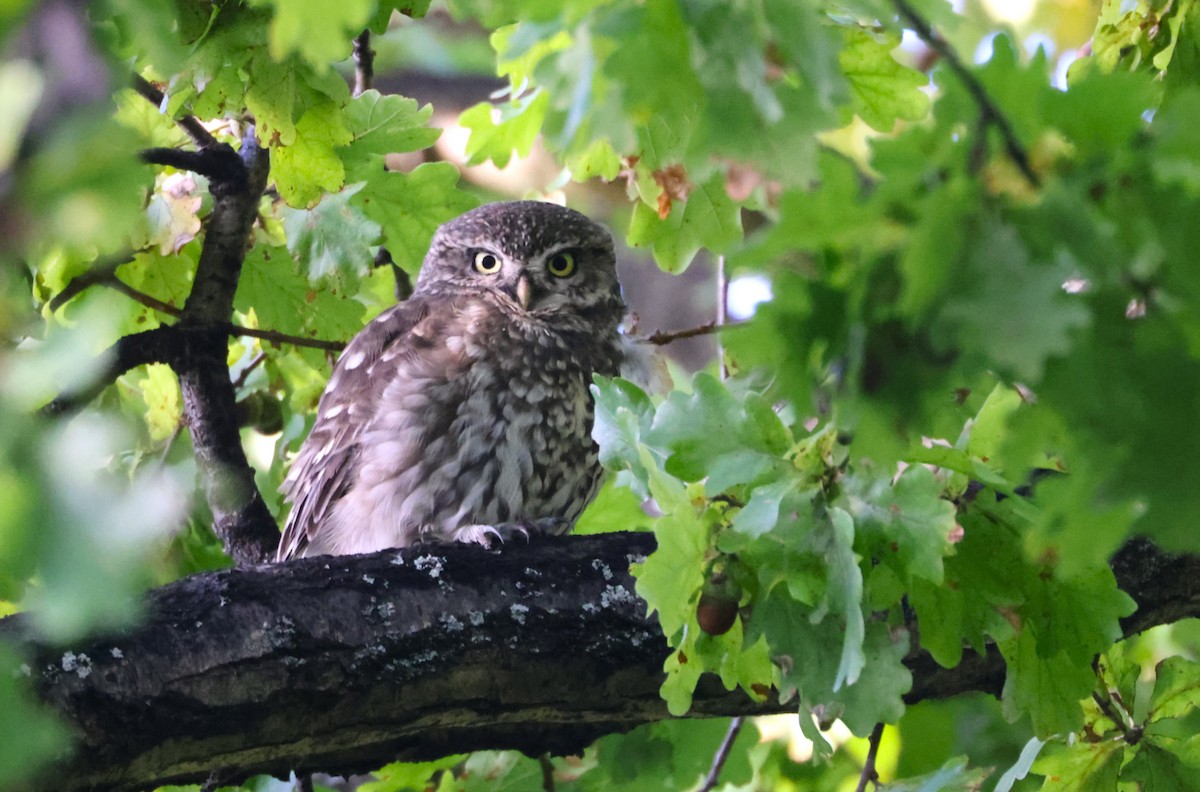 Little Owl - ML635152598