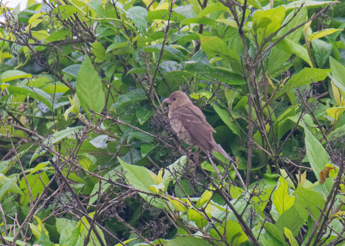 Common Rosefinch - ML635152662