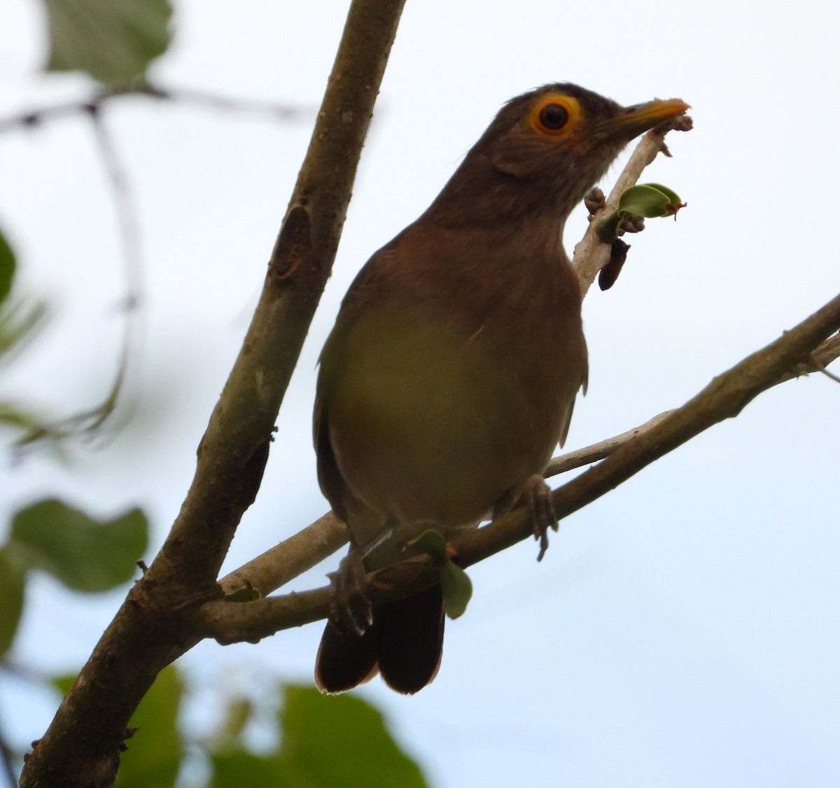 Spectacled Thrush - ML635152684