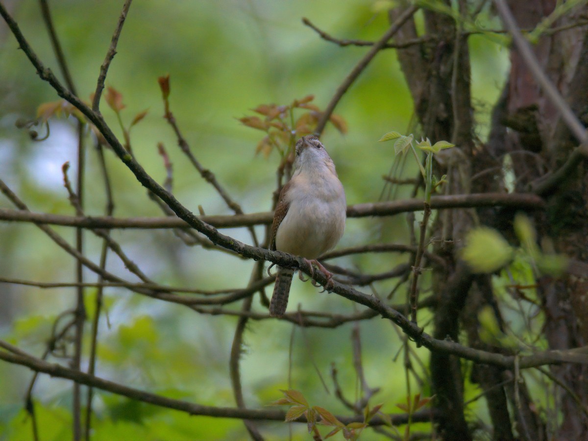 Carolina Wren - ML635152787