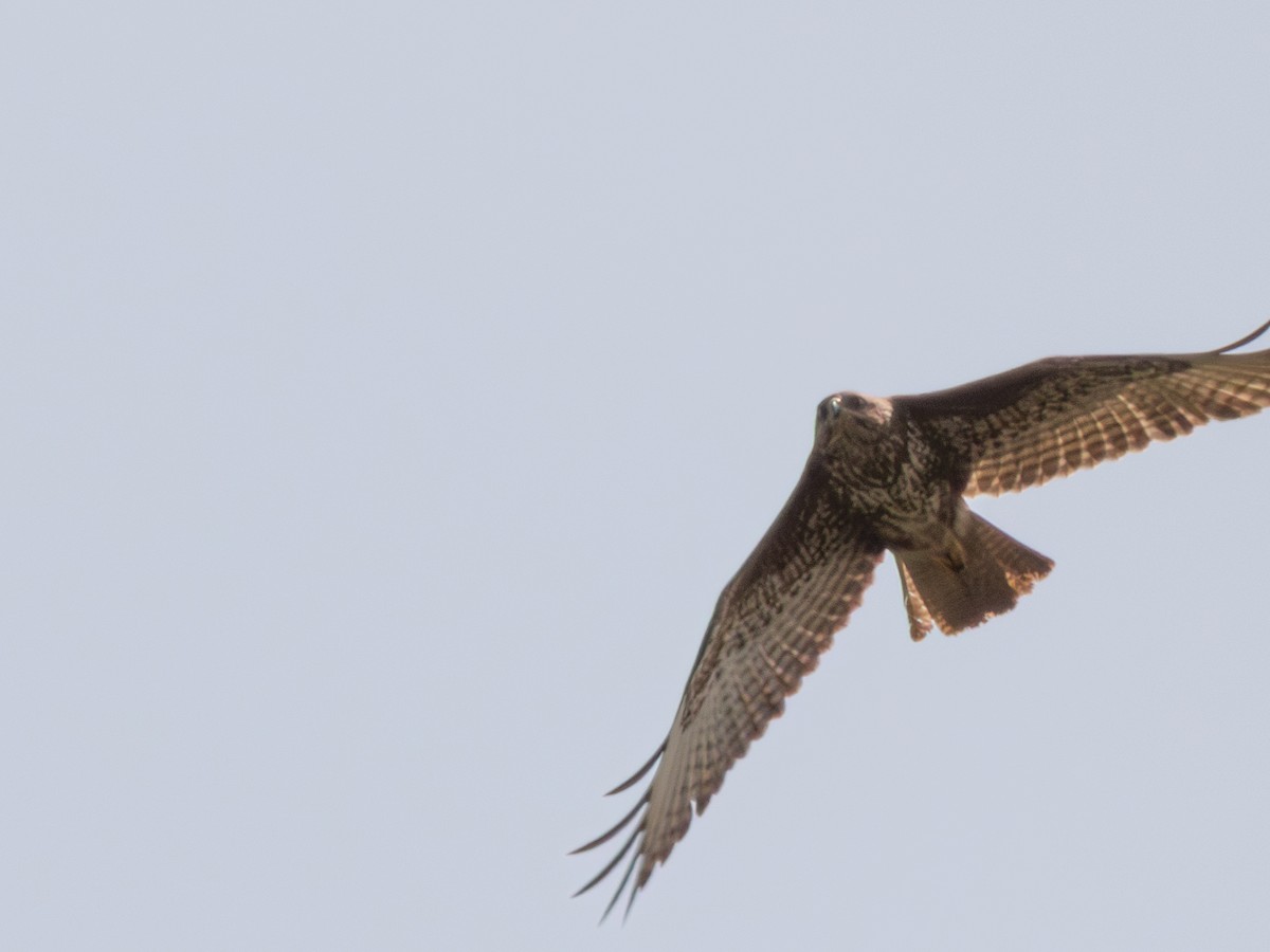 歐亞鵟(vulpinus/menetriesi) - ML635152832