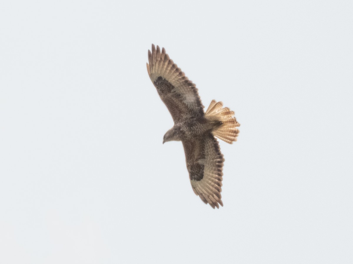 歐亞鵟(vulpinus/menetriesi) - ML635152833