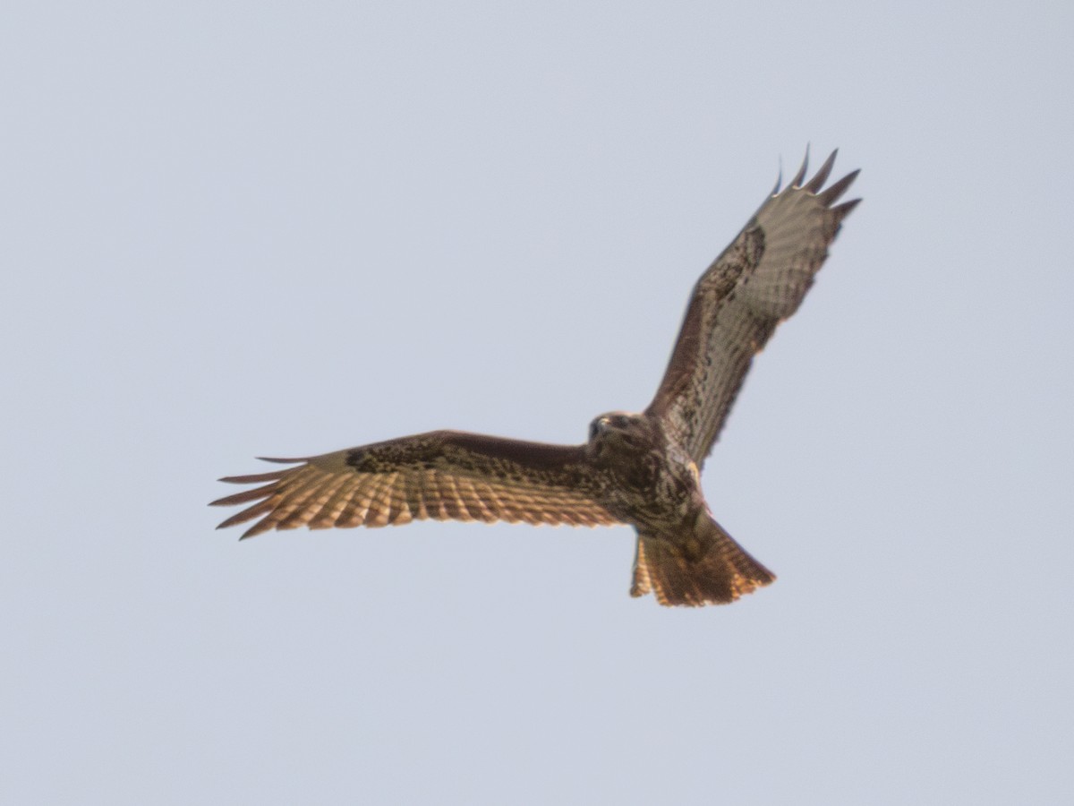 歐亞鵟(vulpinus/menetriesi) - ML635152836