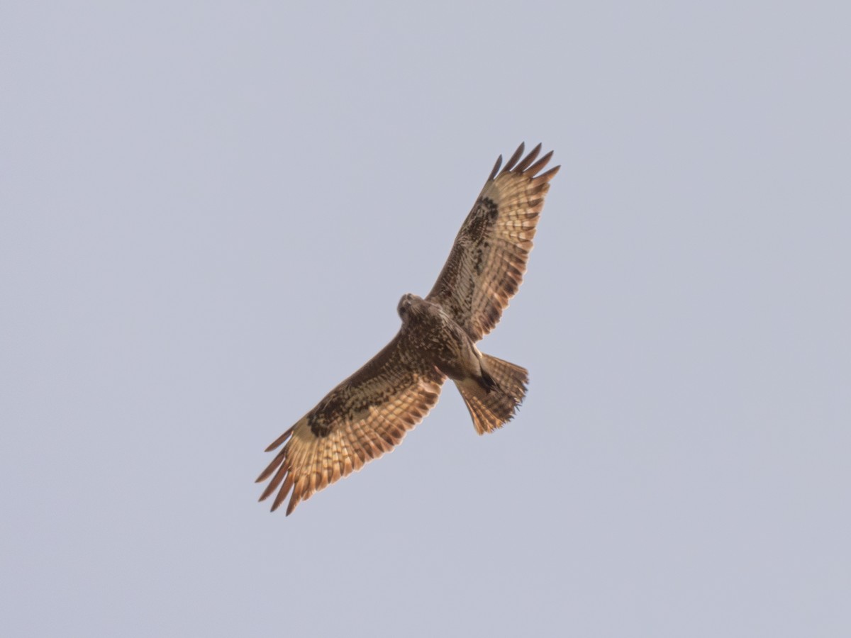 歐亞鵟(vulpinus/menetriesi) - ML635152837