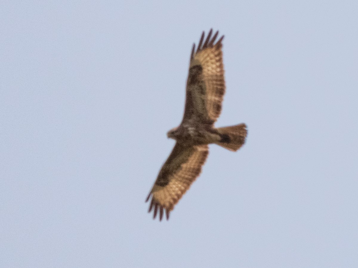 歐亞鵟(vulpinus/menetriesi) - ML635152838