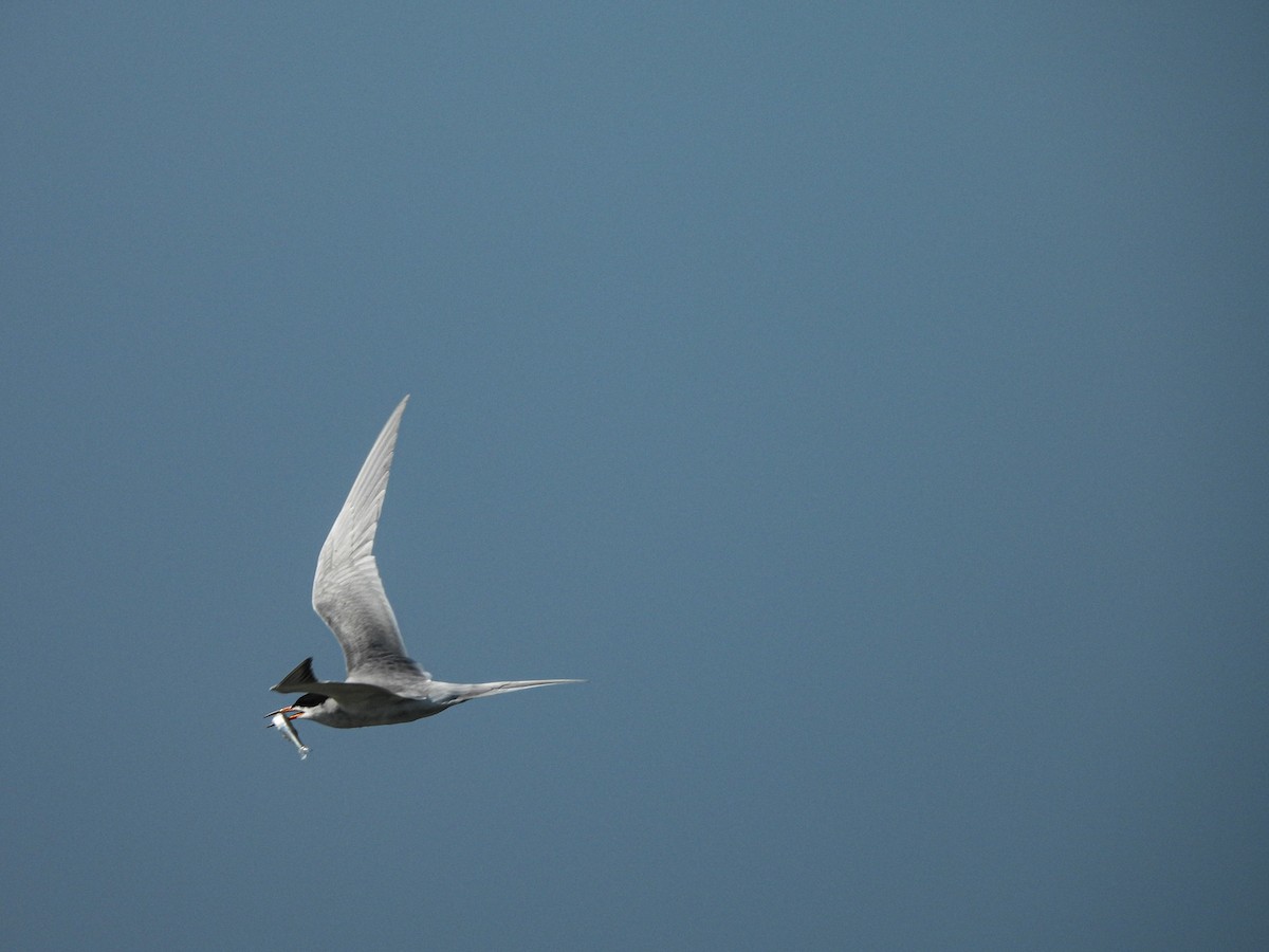 Forster's Tern - ML635152857