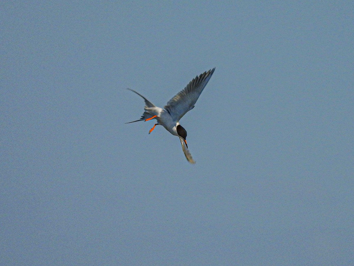 Forster's Tern - ML635152858