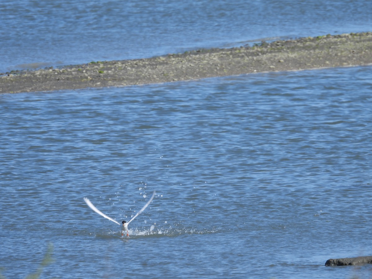 Forster's Tern - ML635152860