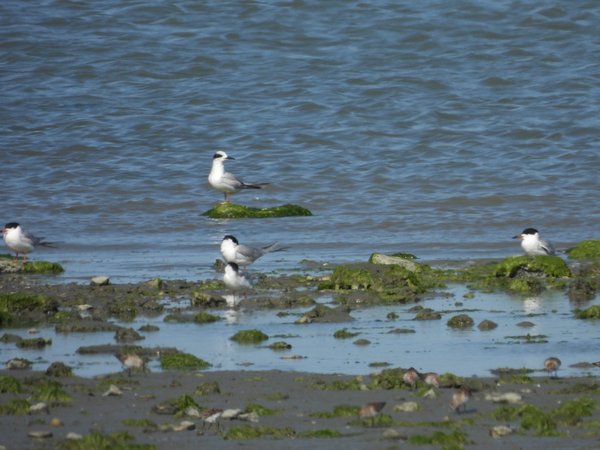 Forster's Tern - ML635152862