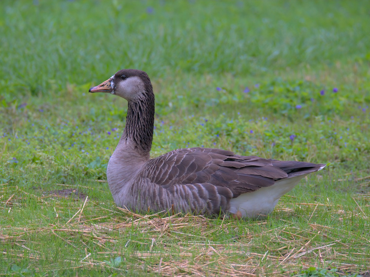 Domestic goose sp. x Canada Goose (hybrid) - ML635153096