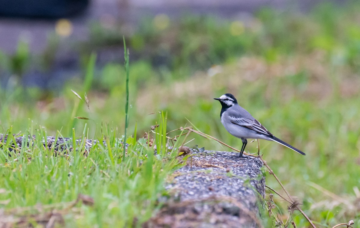 White Wagtail (ocularis) - ML635153127