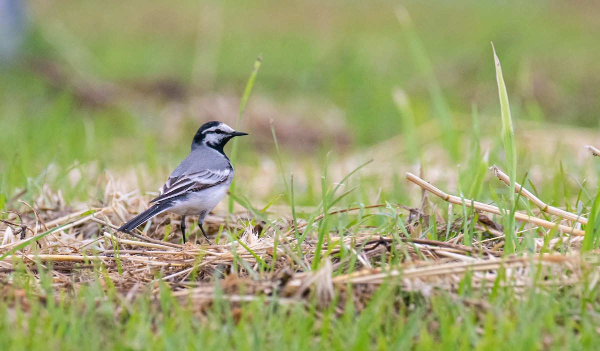 White Wagtail (ocularis) - ML635153128