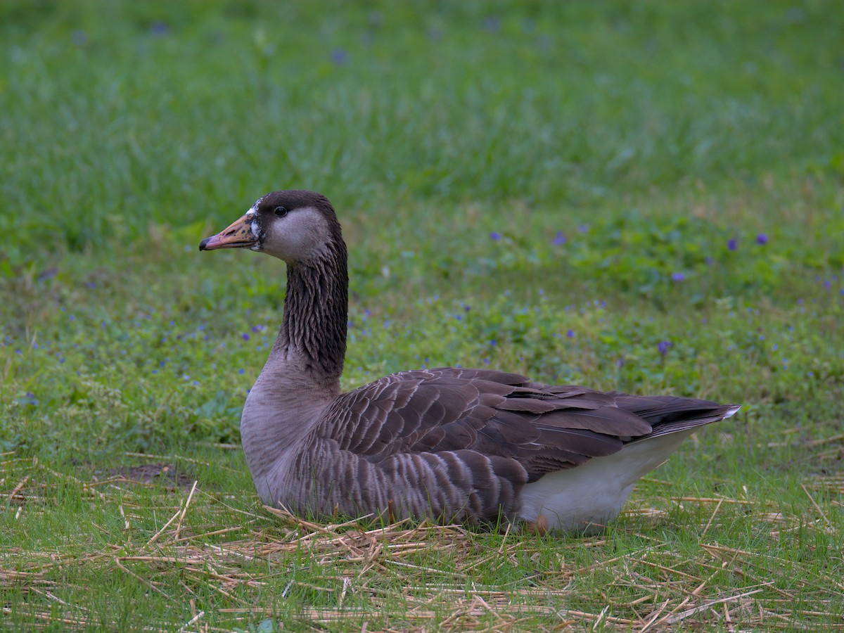 Domestic goose sp. x Canada Goose (hybrid) - ML635153142