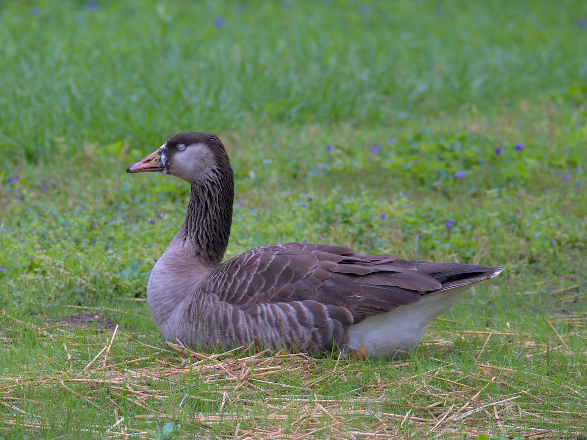 Domestic goose sp. x Canada Goose (hybrid) - ML635153161