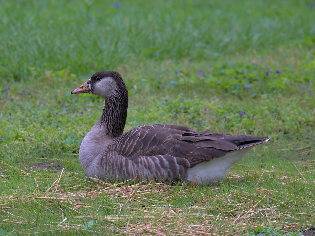 Domestic goose sp. x Canada Goose (hybrid) - ML635153170