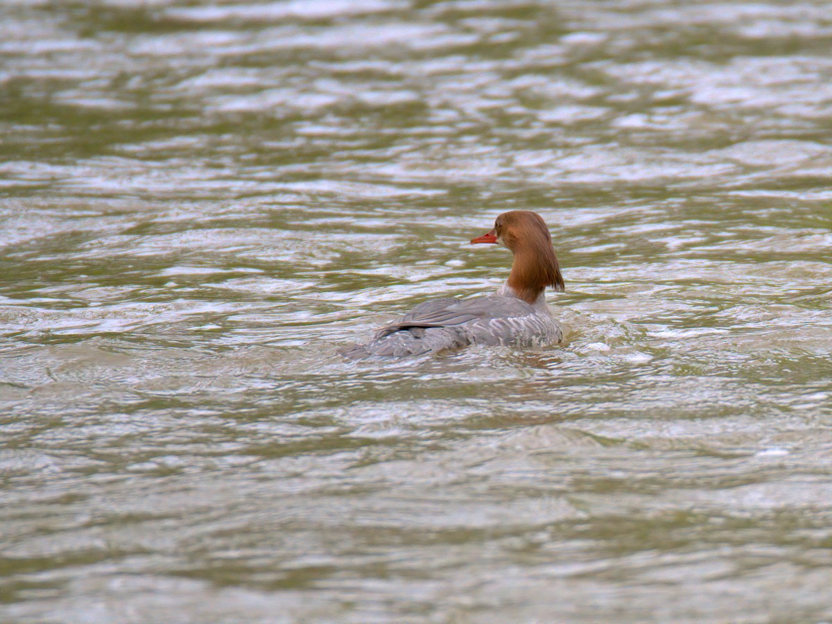 Common Merganser - ML635153220